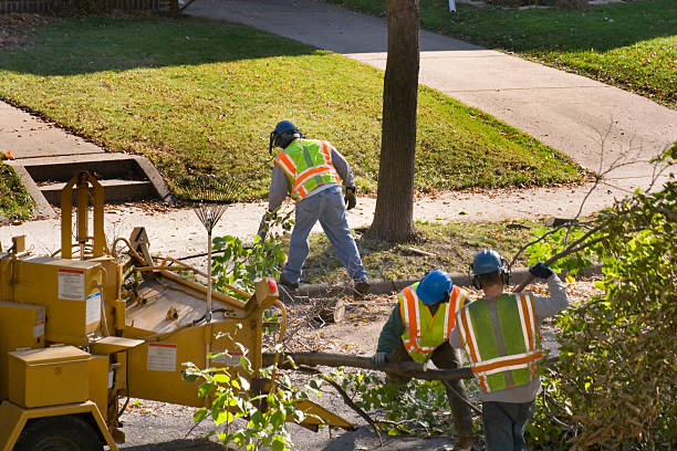 Best Tree Preservation Services  in Rotonda, FL